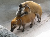 s-IMG_0441