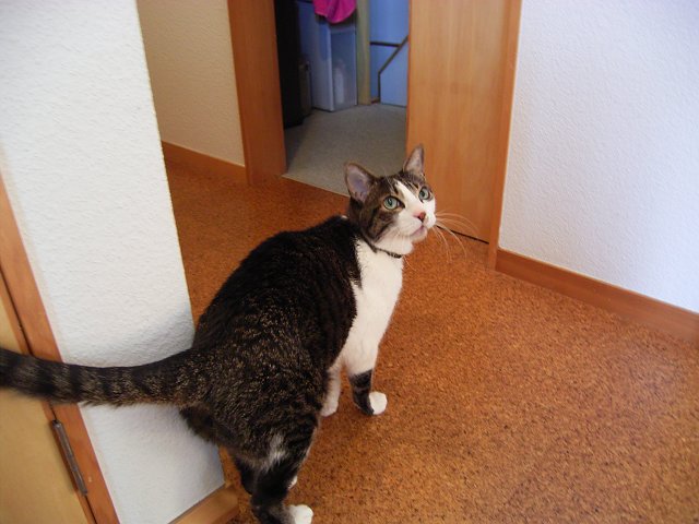 果たしてねこにゃんはオイラのことを覚えているだろーか からまんブログ 果たしてねこにゃんはオイラのことを覚えているだろーか からまんブログ