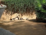 s-IMG_0457-s