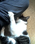 ねこキック