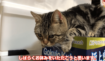 ちょり猫死亡