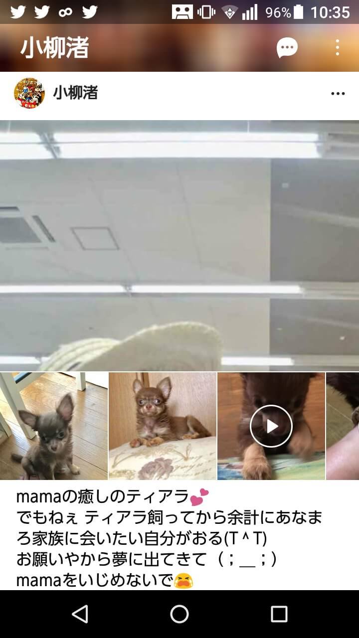 悲報 チワワ6匹蒸し焼きおばさん また犬を飼い始める 大物youtuber速報 悲報 チワワ6匹蒸し焼きおばさん また犬を飼い始める 大物youtuber速報