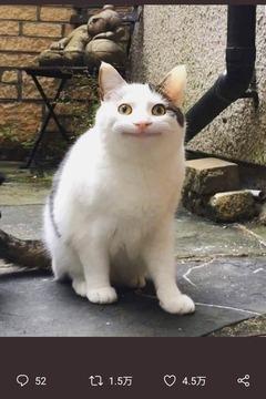ねこゆき