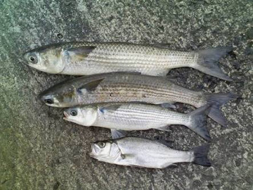 ケンモメン魚
