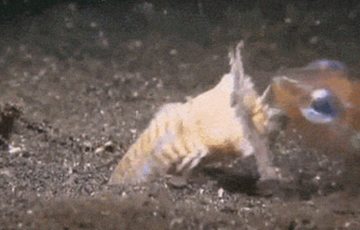 オニイソメ