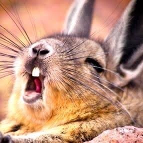 野獣先輩うさぎ