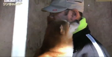 柴犬まめ蔵