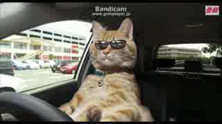 Syamu 猫飼ってみた ありそうなこと 大物youtuber速報 Syamu 猫飼ってみた ありそうなこと 大物youtuber速報