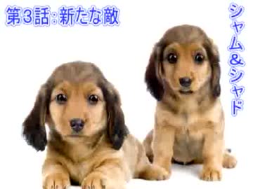 対馬犬