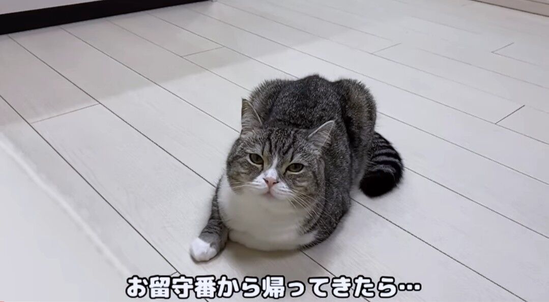 悲報 もちまるただのブサイク猫になる 大物youtuber速報 悲報 もちまるただのブサイク猫になる 大物youtuber速報
