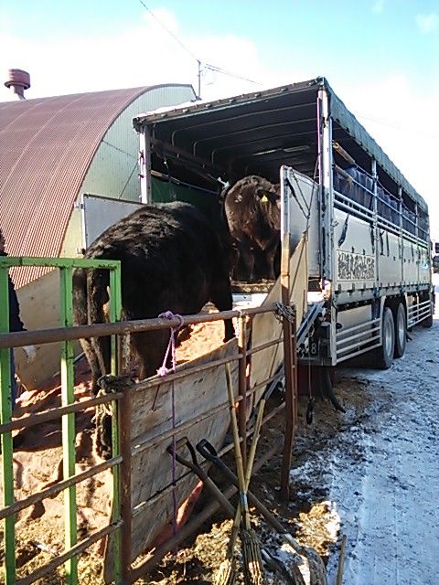 ドナドナ 大野ファームのスタッフ日記