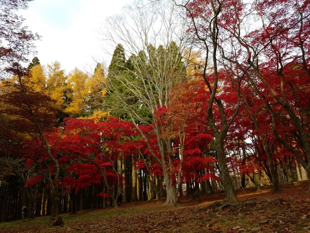 IMG_20201118_095923