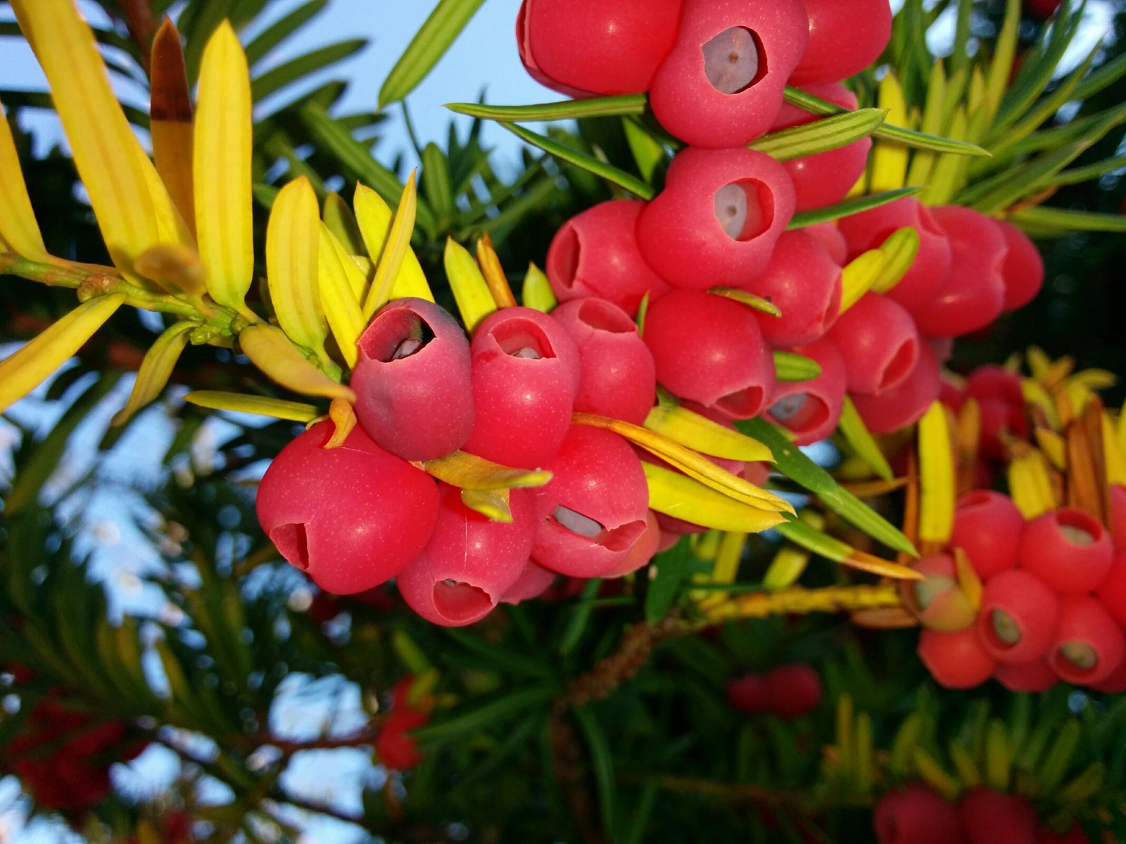 最高赤い実 毒 最高の花の画像