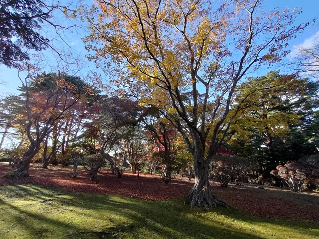 IMG20231115143131