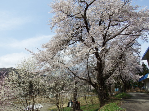 DSCF5037