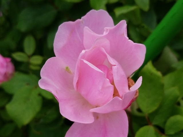 IMG_20210620_142433
