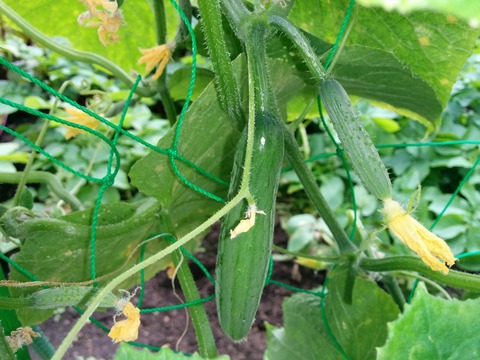 [画像:0b4512f9-s.jpg]