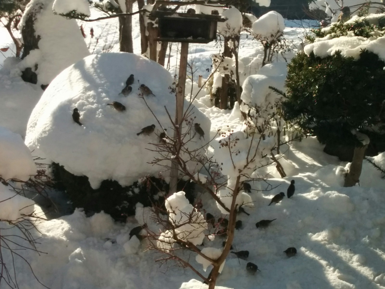 観測史上最速の根雪 今年は統計開始の1961年以後の記録 函館発 ぼうけんの旅 観測史上最速の根雪 今年は統計開始の1961年以後の記録 函館発 ぼうけんの旅
