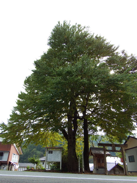 DSCF6558