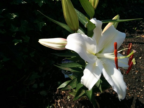 [画像:118d3233-s.jpg]