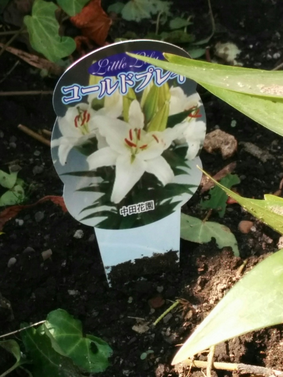 [画像:1323da13-s.jpg]