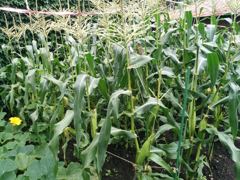 [画像:15be8ebe-s.jpg]