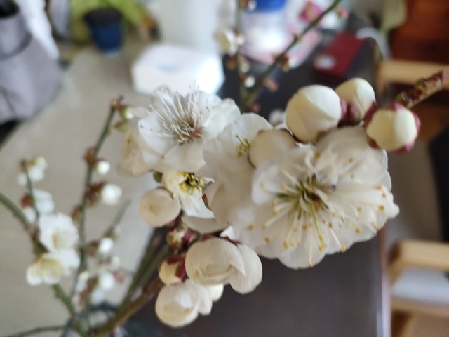 IMG20240415140602