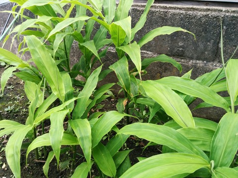 [画像:182fdd63-s.jpg]