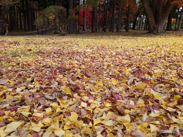 IMG_20201118_095723
