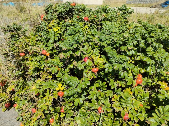 IMG20220819100029