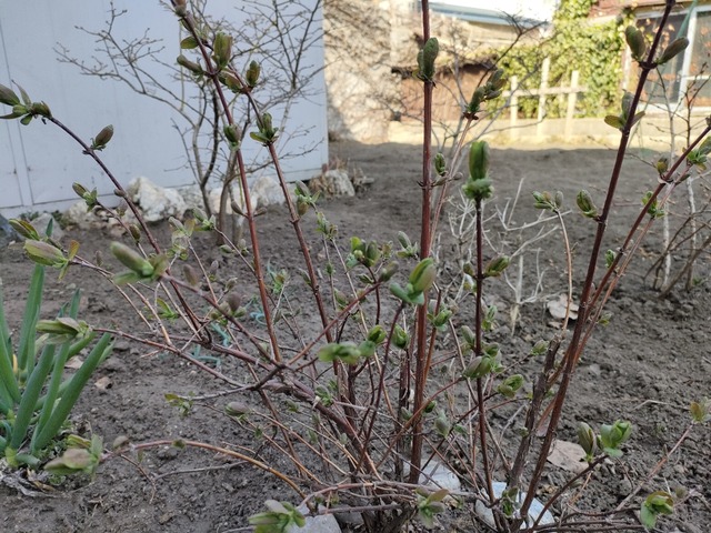 IMG20240415141224