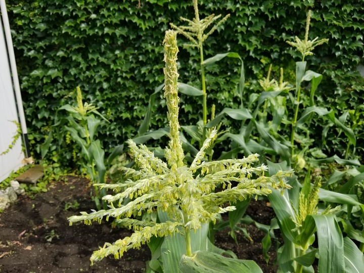 20190730_082535