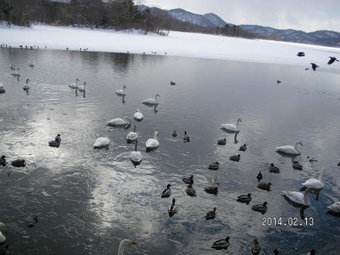 RIMG2938