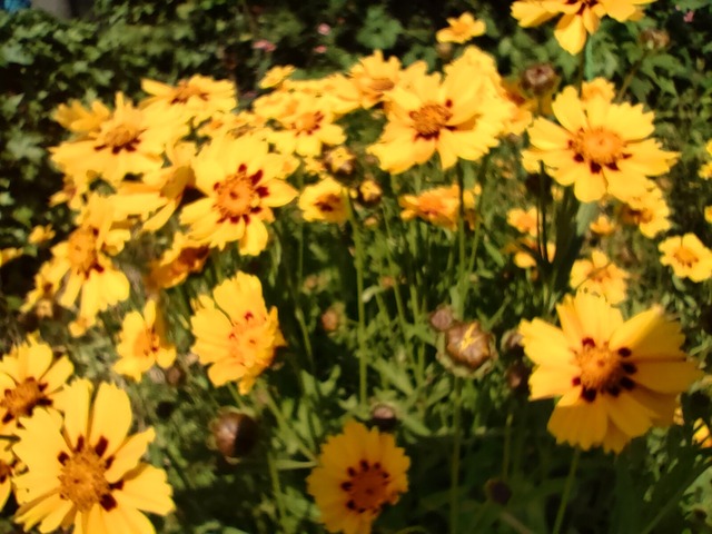 IMG20240629082956