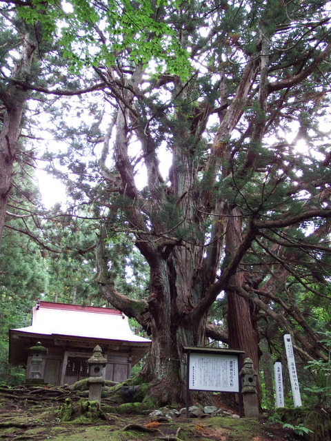 DSCF6606