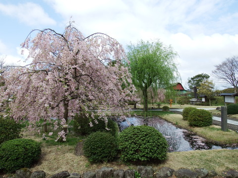 DSCF5342