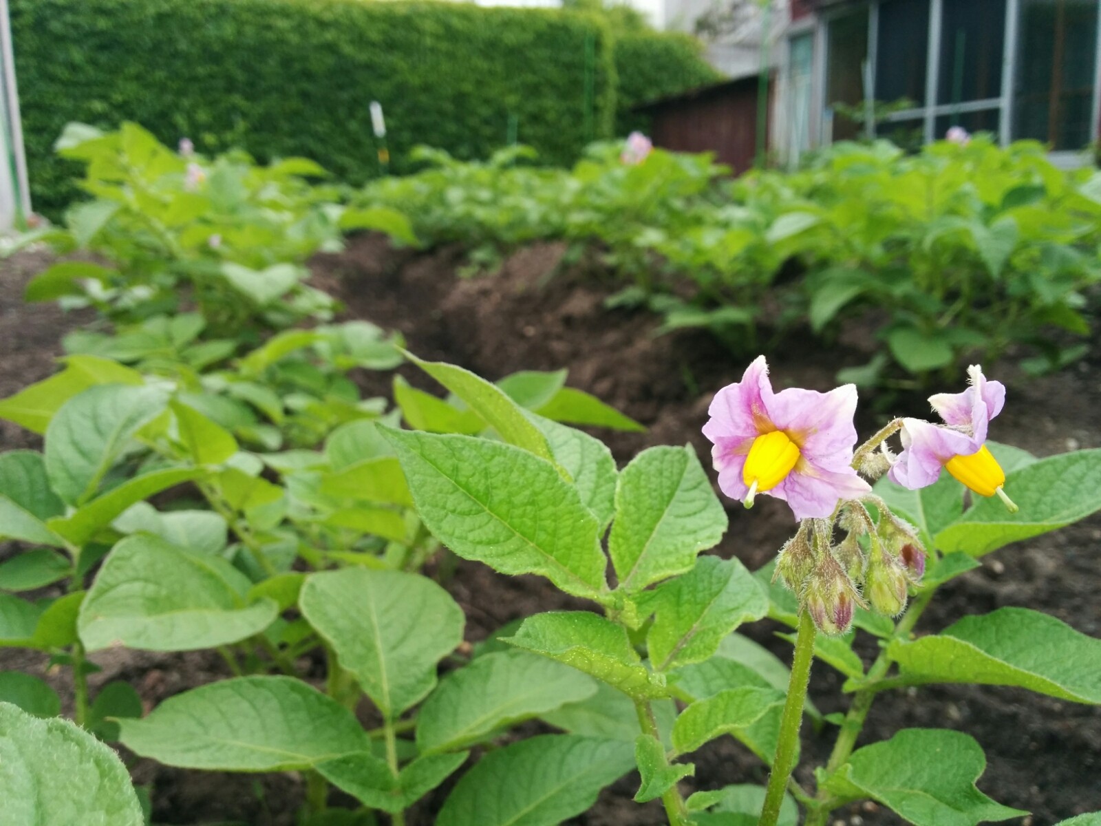 ジャガイモの花が咲きました 函館発 ぼうけんの旅