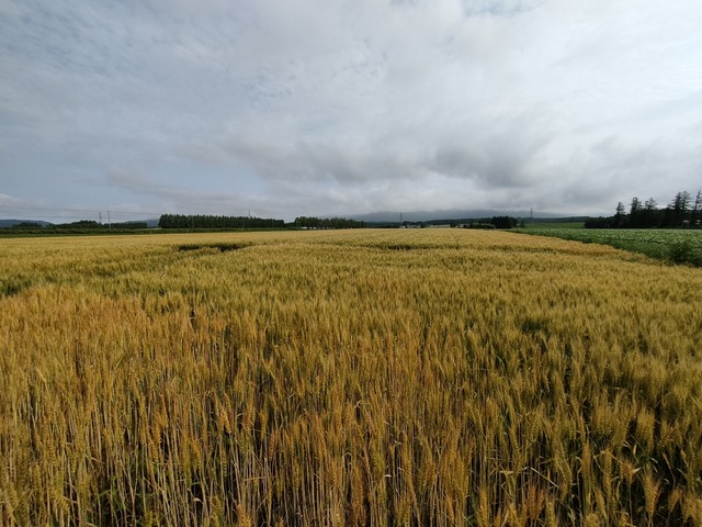 IMG20240709074702