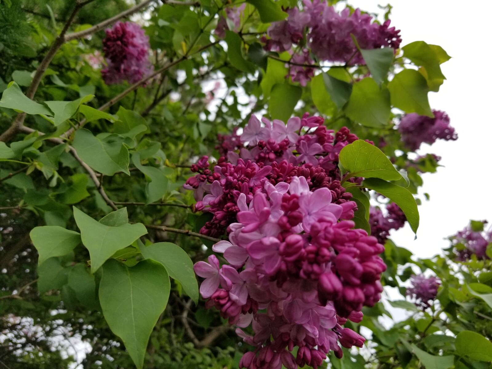 寒空の下でもライラックの花が咲く季節 函館発 ぼうけんの旅