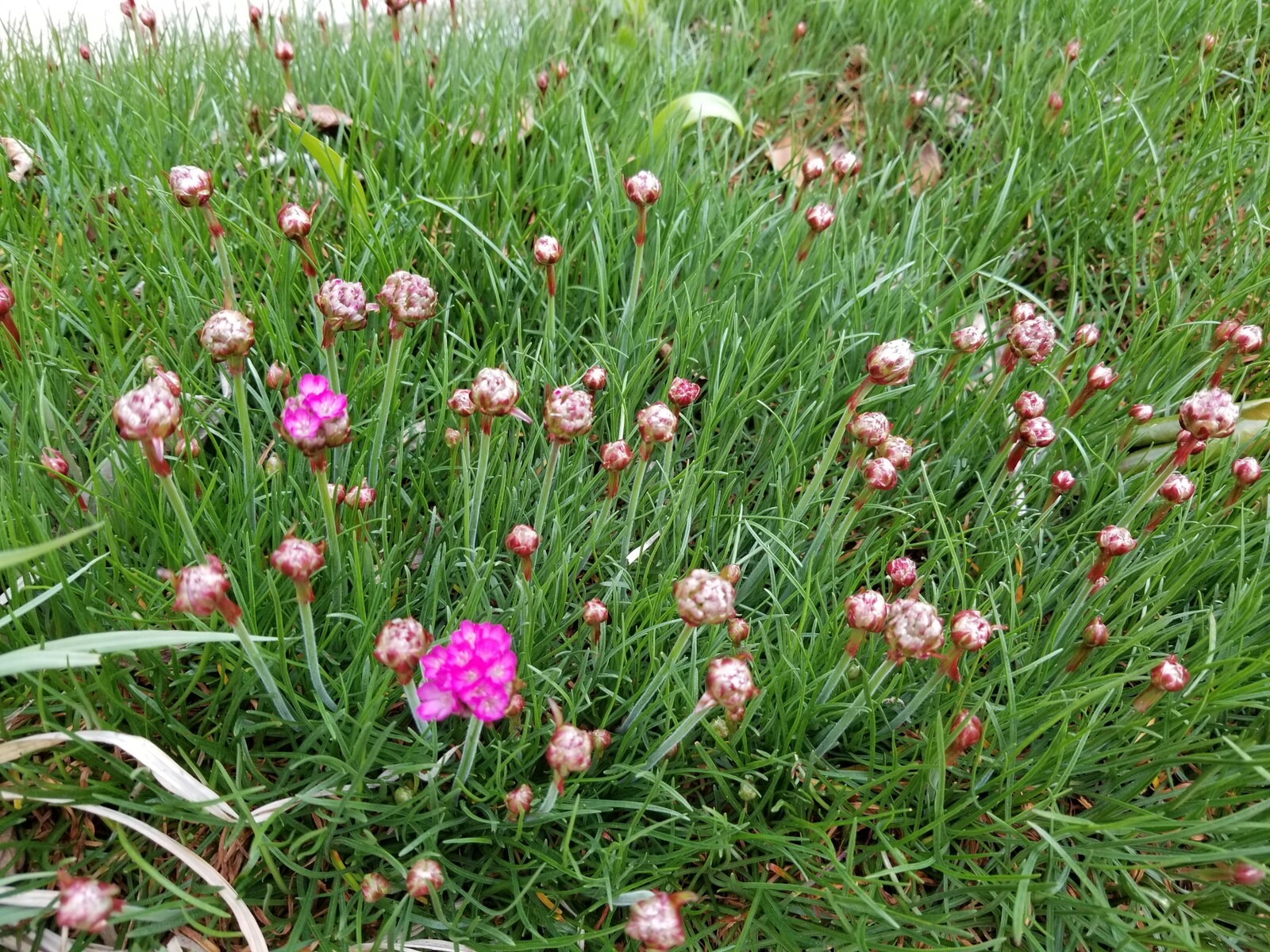 球根以外でも庭の花が咲き始めました 函館発 ぼうけんの旅 球根以外でも庭の花が咲き始めました 函館発 ぼうけんの旅