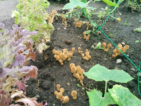 [画像:40ef7ce9-s.jpg]