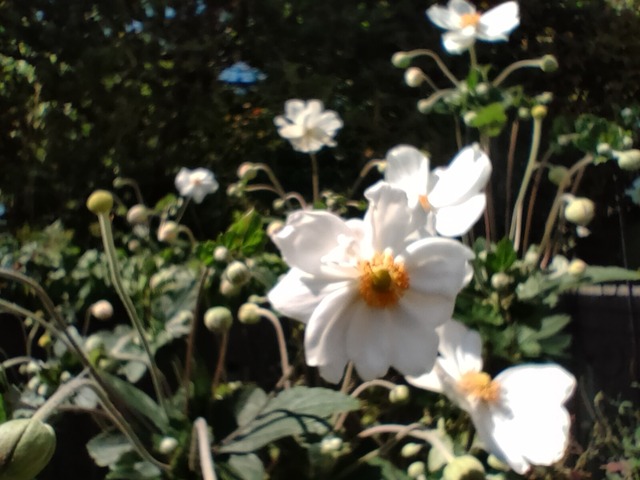IMG20220910115204