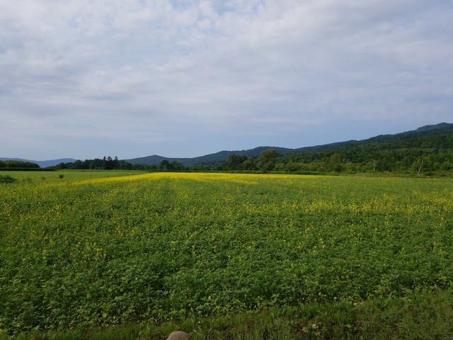 IMG_20210719_074624