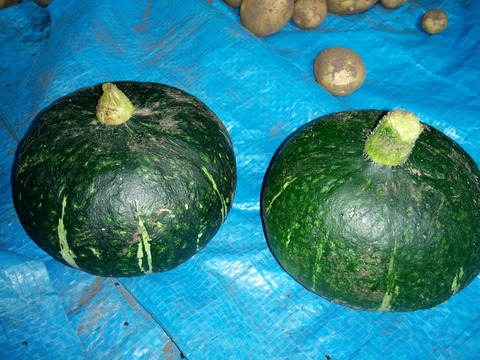 [画像:4d5a069c-s.jpg]