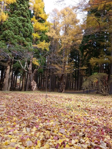 IMG_20201118_095741
