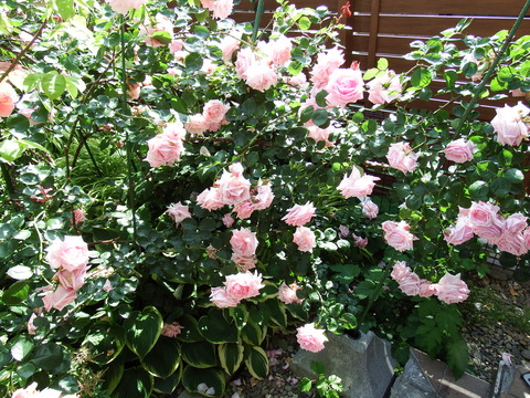 DSCF7297