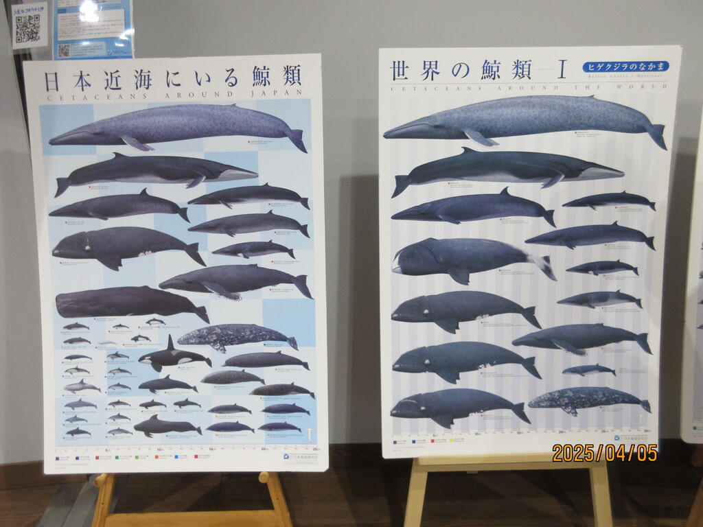 春の旅6～初めて捕鯨船を見学しました❗️石巻市鮎川港 : 函館