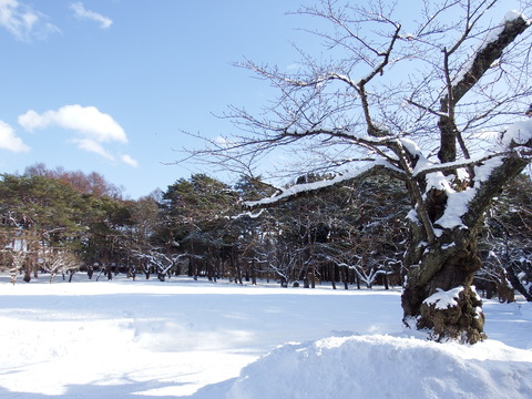 DSCF7698