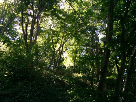 [画像:5d1d1078-s.jpg]