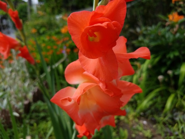 IMG_20210801_093248